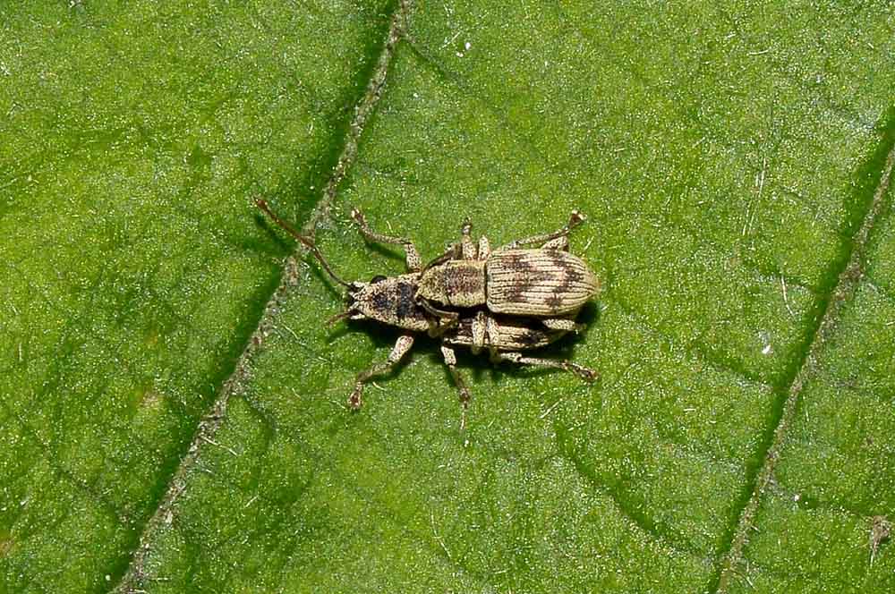 Pseudomyllocerus neapolitanus - (Curculionidae)